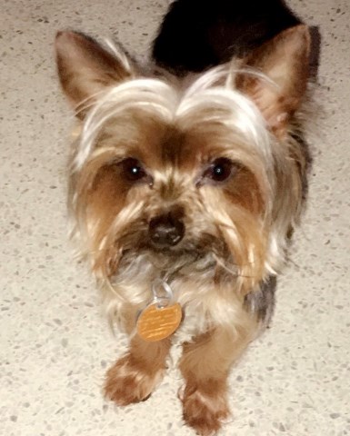 Yorkshire Terrier Stud 27957