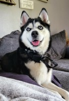 Brittney Allen - Siberian Husky Stud