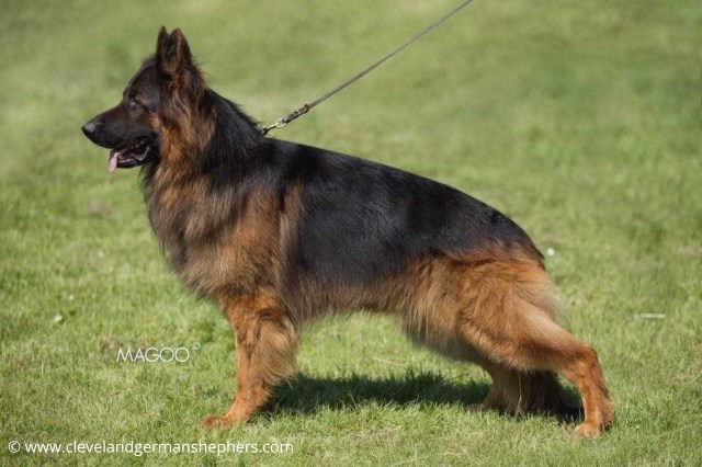 German Shepherd Dog Stud 26977