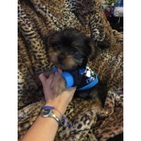 yarysyorkies Yorkshire Terrier breeder