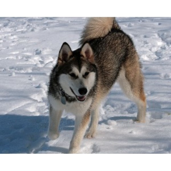 ArctiCircle's Alaskan Malamutes