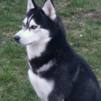 Jessica Lloyd - Siberian Husky Stud