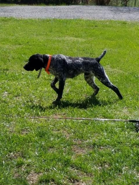 German Shorthaired Pointer Breeder 25236