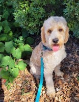 Socks Steele - Goldendoodle Stud