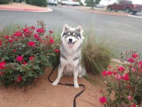 Grace Kraft - Siberian Husky Stud