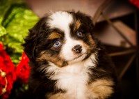 Magical Toy Aussies Miniature Australian Shepherd breeder