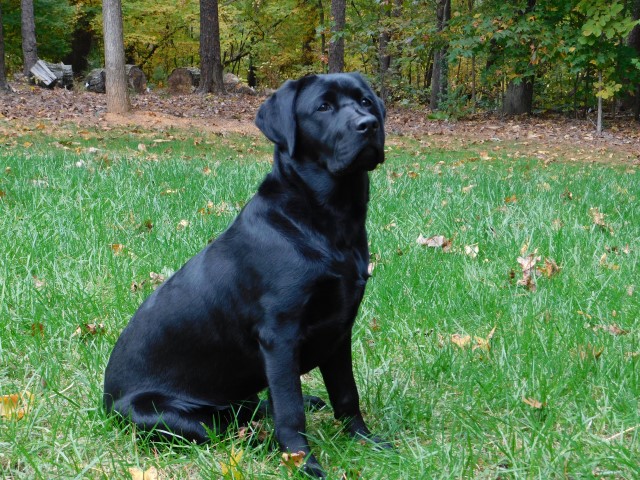 Labrador Retriever Stud 30150