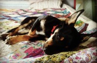 C M - Yorkshire Terrier Stud