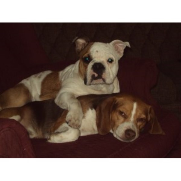 English Bulldog Breeder 23782