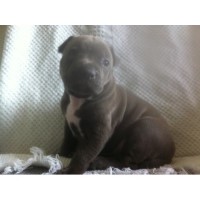 The Family Kennels American Pit Bull Terrier breeder