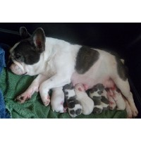 French Bulldog Breeders in Tennessee