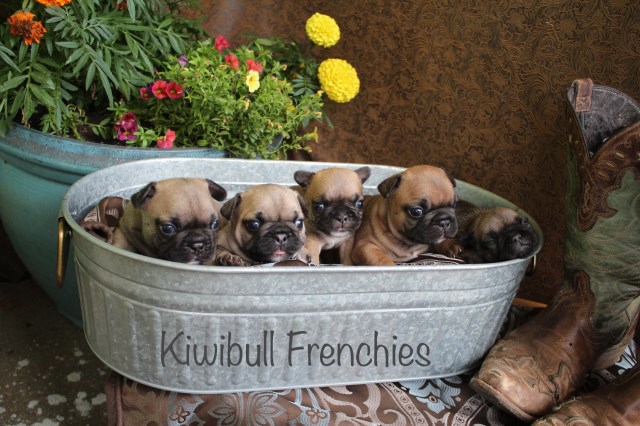 Kiwibull Frenchies