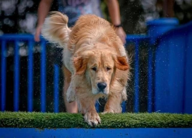 Golden Retriever Stud 31919