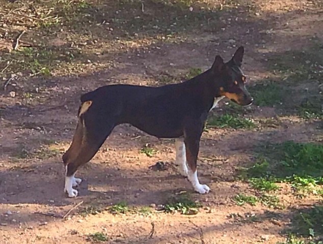 Rat Terrier Breeder 28274