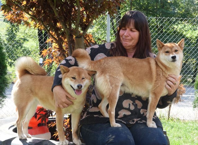 Shiba Inu Haven
