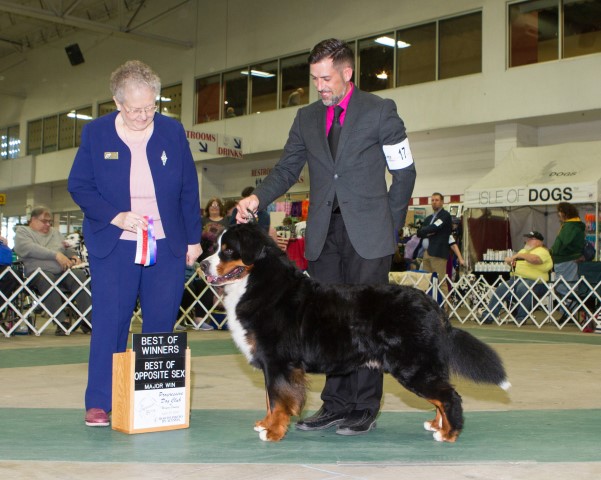 Bernese Mountain Dog Breeder 28346