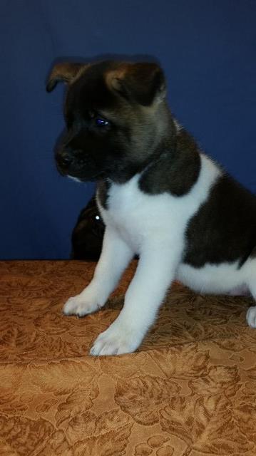 Akita Breeder 25846