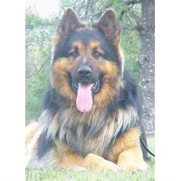 Ayers Long Coat German Shepherds