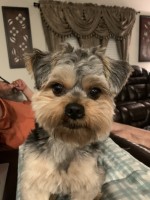 Connie Rodriguez - Yorkshire Terrier Stud