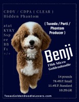 Texas Goldendoodle Lovers