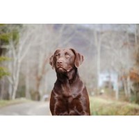 Hill Top Acre Labrador Retriever for breeder