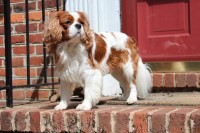 Madeline Head - Cavalier King Charles Spaniel Stud