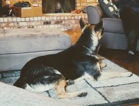 Danyal B Lodhi - German Shepherd Dog Stud