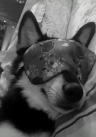 Lynn stone - Pomsky Stud