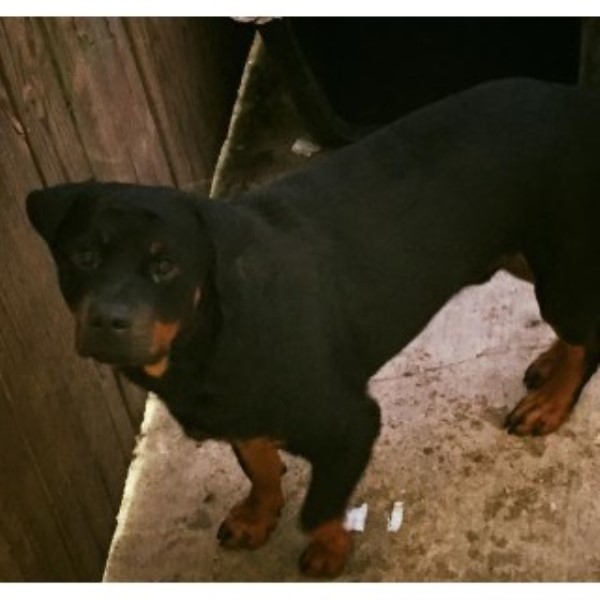 pug puppies for sale new orleans ino robert rottweiler stud in new orleans louisiana pug puppies for sale new orleans ino robert rottweiler stud in new orleans louisiana