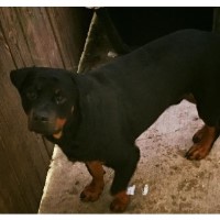 rottweiler puppies for sale in tn craigslist miniature schnauzer puppies for sale in new orleans louisiana breeds picture rottweiler puppies for sale in tn craigslist miniature schnauzer puppies for sale in new orleans louisiana breeds picture