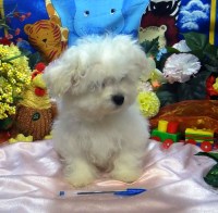 Summer Knight Kennel Bichon Frise breeder