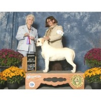 Turning Point Labradors Labrador Retriever breeder