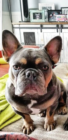 French Bulldog Stud 26389