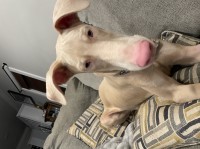 Stephanie - Doberman Pinscher Stud