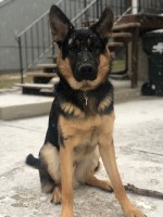 Dimitri Reese - German Shepherd Dog Stud