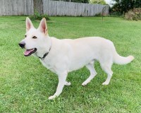 Kevin - German Shepherd Dog Stud