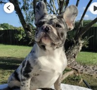 Amanda - French Bulldog Stud