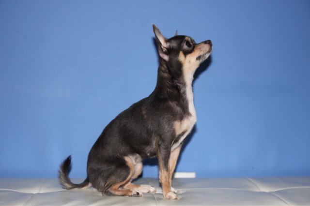 Chihuahua Breeder 25445