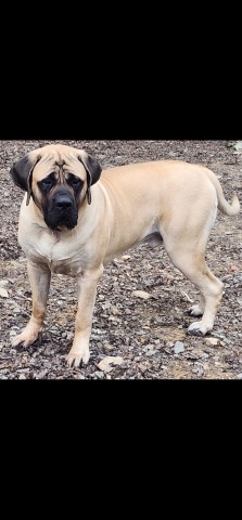 Mastiff Stud 31647