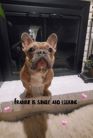 French Bulldog Stud 31037