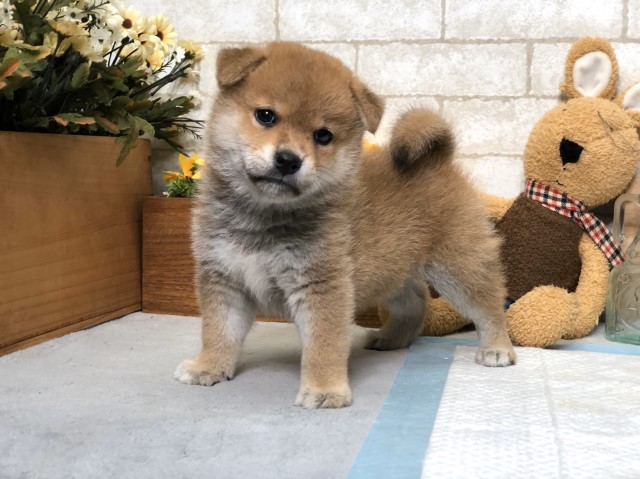 Pawfectshibainu