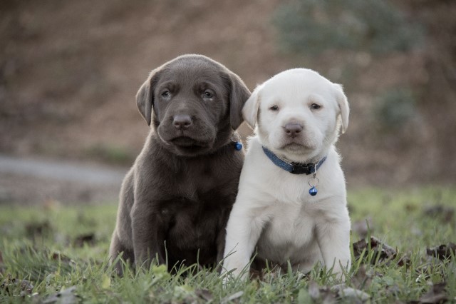 Happy Pups