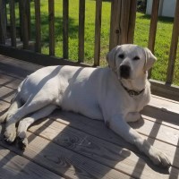 Melinda Perreault - Labrador Retriever Stud