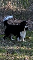 Laurie Degraw - Cavalier King Charles Spaniel Stud