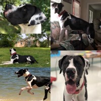 R. Long - Great Dane Stud