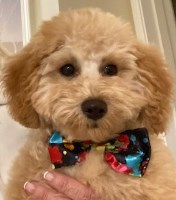 Integrated Therapies