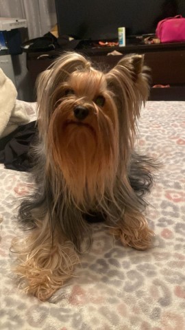 Yorkshire Terrier Stud 31537