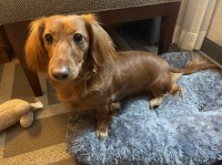 Mary - Dachshund Stud