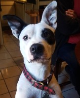 Sully - American Pit Bull Terrier Stud