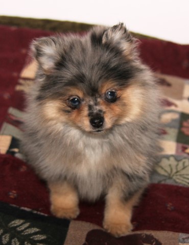 Pomeranian Breeder 11285